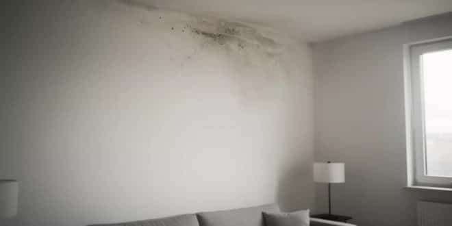 Moisissures sur les murs ou plafonds : causes réelles et solutions durables
